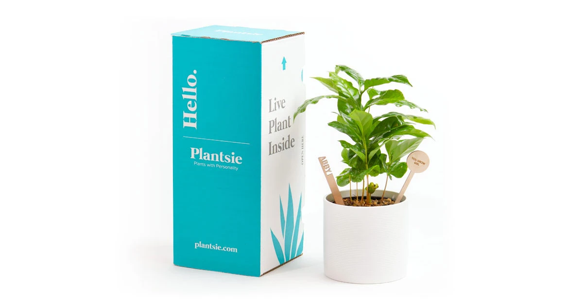 The Best Birthday Gift For Your Loved Ones - Birthday Plant...